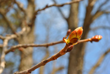 Chestnut Tree Branch Close Up Detail Buds, Spring Sunny Day, Blurry Sky Bokeh Background