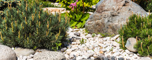 Landscape Design - Rockery Elements, Stones And Coniferous Plants, Panoramic Picture For The Background