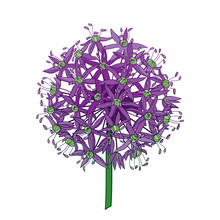 Outline Allium Giganteum Or Giant Onion Flower Head In Purple Isolated On White Background.