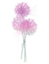 Bouquet Of Outline Allium Giganteum Or Giant Onion Flower Head In Pastel Purple Isolated On White Background.