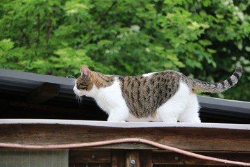 beautiful cat is walking on the roof in the garden