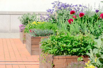 Raised beds in an urban garden growing plants herbs spices and vegetables