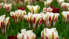 White, Red And Green Viridiflora Tulips In The Garden.
