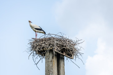 Wall Mural - Stork standing in its nest