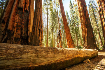 Canvas Print - Hiker in Sequoia national park in California, USA