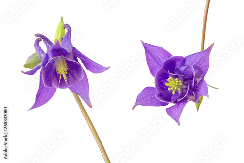 Fotografía Zwei blaue Akeleien (aquilegia vulgaris), freigestellt
