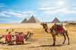 Camels near Pyramids in Cairo