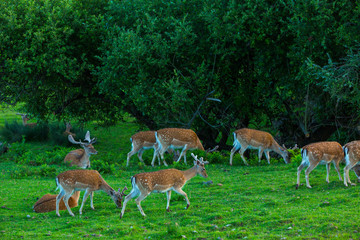 Fallow deer (Dama dama)