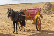 Horse chariot in desert