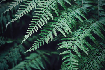 Lady fern plants or Athyrium filix-femina in the garden