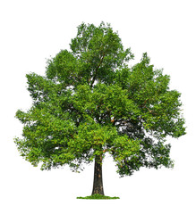 Poster - isolated single big tree on white background