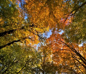 Wall Mural - autumn in a deciduous forest