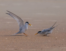 Least Terns Courtin On A Beach In Anastasia State Park In Florida