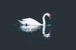 © Daan - White swan drinking, on a dark background