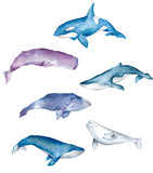 Fototapeta Dziecięca - Watercolor painted whales set isolated on white background. Hand drawn watercolor illustration of marine inhabitants for design