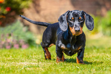 Portrait Of A Short Haired Black And Tan Miniature Dachshund Puppy Standing Looking At The Camera On Grass Seen At Eye Level With His Ears Forward Outside On A Sunny Day.