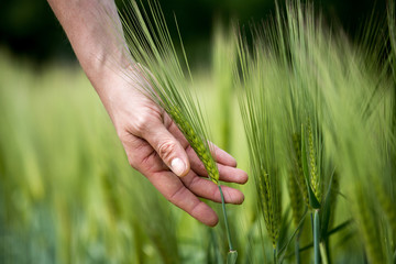 Cornfield in spring: Farmer hand is touching green wheat ears