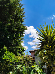 trees, garden, sky and house