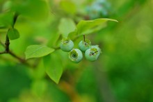 Green Berries Growing On A Blueberry Bush In The Garden