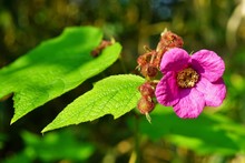 Pink Flower And Fruit Of The Purple Flowering Raspberry Rubus Odoratus