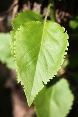 Green lilac leaf eaten by weevil. Weevil feeding damage on foliage of Syringa vulgaris