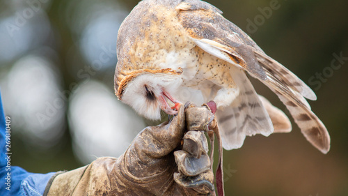 Barn Owl Eating Standing On A Leather Gloved Hand Of A Falconry
