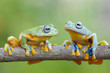 Talking frog on summer day