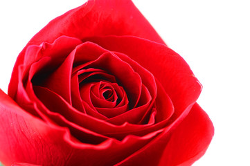 Fotomurales - close up on red rose isolated on the white background