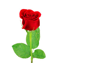 Fotomurales - red rose isolated on the white background