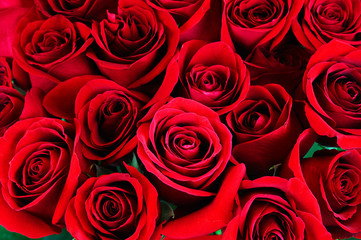 Fotomurales - Fresh red roses flower background 