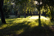 © Ti_A - Landscape, lawn in the park, bush, tree