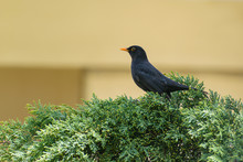 Common Male Blackbird (Turdus Merula) On A Cypress Tree Branch, Urban Environment