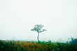 A lone acacia tree in the foggy morning mist