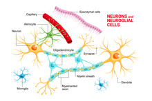Vector Infographic Of Neuron And Glial Cells (Neuroglia). Astrocyte, Microglia And Oligodendrocyte, Ependymal Cells (ependymocytes And Tanycytes)
