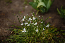 White Flowers In A Flowerbed Called Ornithogalum Spring Garden