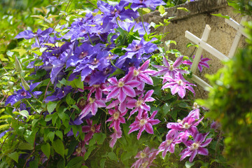 Beautiful pink and purple Clematis flowers in house garden