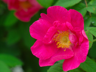 Wall Mural -  close-up pink rose against the background of green leaves close-up