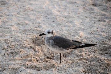 Wall Mural - Laughing gull