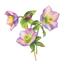 Spring Bouquet Of First Wild Flower Hellebore (also Known As Winter Rose, Christmas Rose, Lenten Hellebore). Hand Drawn Watercolor Painting Illustration Isolated On White Background.