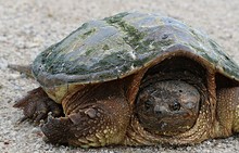 Close-up Of Snapping Turtle On Side Of Road Looking At Camera. Concept That Slow And Steady Wins The Race