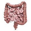 Human intestines, 3D rendering