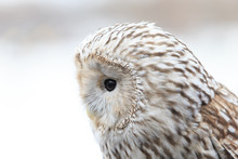 Winter Grey Owl Sits Hunched, A Close Plan, Portrait
