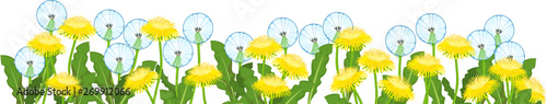 Fotografering  Yellow dandelions flowers and white blowballs field isolated on white background