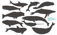 Whales Silhouettes. Big Collection Of Different Whales And Dolphins