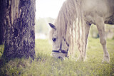 Fototapeta Konie - White horse with a long mane grazing