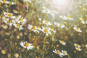 Wall Mural - Daisy flowers background with lens sun flare.