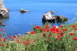 Fototapeta Do pokoju - Poppies blooming on rocky shores. Tyulenovo (Bulgaria).