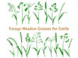 Set of silhouettes of hay and forage meadow and pasture plants for cows, horses, birds, rabbits and quinea pigs.
