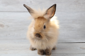 Wall Mural - beautiful brown bunny rabbit on wood background