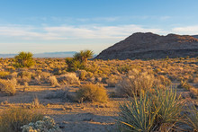 Evening Light In The Mojave Desert